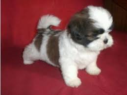 Stunning Shih Tzu Puppies For Sale Dogs Puppies For Sale With Free Advertising On K9trader Uk Shih Tzu Puppy Shitzu Puppies Cute Baby Animals