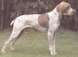 Image result for auvergneský ohař