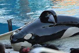 Trua and Katina Grandson and Grandma #seaworldorlando #orca #killerwhale  #shamu #orcaencounter #trua #katina