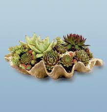 Not only are the plants wonderful, but in every pot the growers try to capture the essence of the natural habitat of the plants. Sea Meets Desert Succulents Beach Style Decorating Succulent Planter