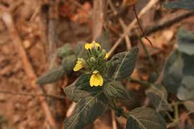 Image result for Justicia flava