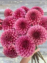 Image result for Stolzia kalkhof-roseae