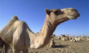 But first we need some information about the person. Camel Bites Off Its Owner S Head After He Left It Tied Up In The Heat All Day Daily Mail Online
