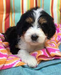 Gana goldendoodle association of north america blue ribbon breeders. Ohio Bernedoodles Goldendoodles Poodles For Sale Puppies Puppies Bernedoodle Puppy Bernedoodle Puppies