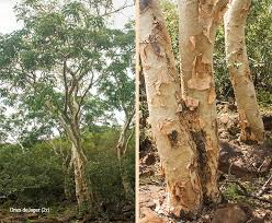 Image result for Albizia tanganyicensis