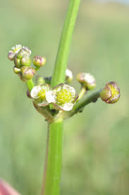 Image result for Limnophyton obtusifolium