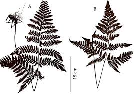 Image result for Triplophyllum