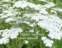 3 Wild White Yarrow Perennial Wildflower Naturalize Yarrow Plant Medicinal Plants Planting Herbs