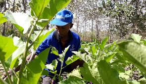 Saat musim kemarau berlangsung, beberapa wilayah akan mengalami kekeringan. Budidaya Terong Jadi Alternatif Petani Tetap Produktif Di Musim Kemarau Pidjar Com