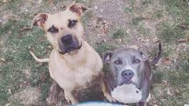 Pups on the Patio: Brown Paws Rescue