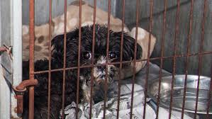 Puppy mill rescue was founded on the philosophy that owners should make educated. Puppy Mills Animal Legal Defense Fund