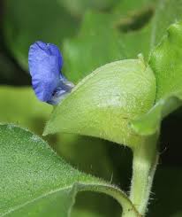 Image result for Commelina nyasensis