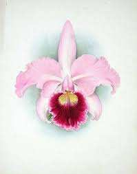 Orchid Cattleya Enid Orchid Flower Tattoos Orchid Drawing Flower Drawing