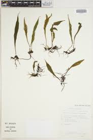 Image result for Cheilanthes angustifrondosa