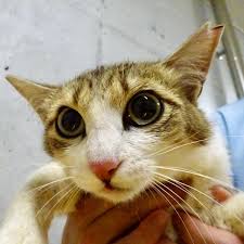 殺処分減らせ 大分県の 動物愛護センター が野良猫に不妊去勢手術 大分経済新聞