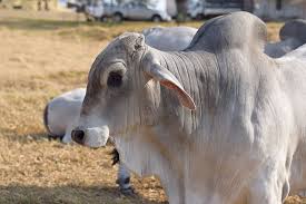 60 beefmaster, brahman, charolais, & red brangus bulls. Brahman Bull Cattle Animal Animal Themes Mammal Livestock Vertebrate Focus On Foreground Domestic Animals Pxfuel