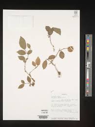 Image result for Dovyalis lucida