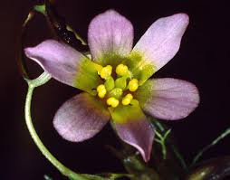 Image result for Cabombaceae