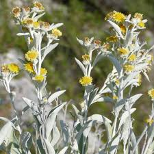 Image result for Pentanema