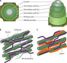 The plant cell wall can be divided into the primary and secondary walls. Simplified Model Of Plant Cell Wall Structure A The Structure Download Scientific Diagram