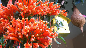 Noun a deciduous woody vine (campsis radicans) of the. Golden Shower Or Flame Vine Creeper At Flower Nursery In Kalimpong Pradhans Own All The Nurseries By Wildfilmsindia