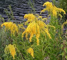 Goldenrod Flower Wine Best Flower Wallpaper