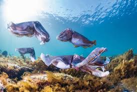 Dengan demikian tidak mungkin jika wilayah yang paling luas di dunia ini tak berpenghuni. Berenang Bersama Satwa Laut Australia Tourism Australia