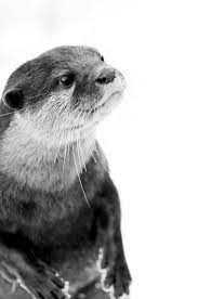 Curious Otter Otters Cute Cute Animals Animals Beautiful