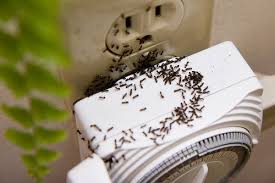 How do i get rid of ants naturally? Methods For How To Get Rid Of Sugar Ants Love Home 520