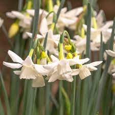 Narcissus Starlight Sensation Narcissus Philadelphia Flower Show Organic Gardening