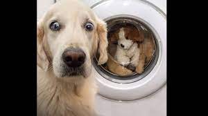 2020 おもしろ犬 かわいいシェパード犬の超おもしろいハプニング 動画集 3 犬 かわいい 犬のおもしろ写真 面白い犬のミーム