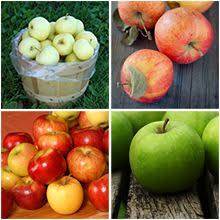 Family tree is the name given to a tree which has several varieties grafted onto the one trunk. Pin On Gardens Flower Beds