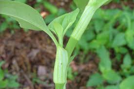 Image result for Commelina benghalensis