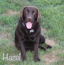 Gets along with most dogs. Kinglabradors Raising Quality Family Raised English Labrador Retrievers