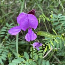 Image result for Tephrosia praecana