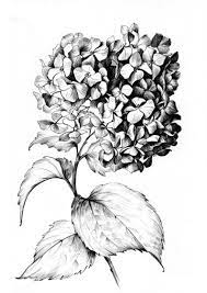 Hydrangea Sketch Large Print Jpeg Clipart Flower Line Etsy Flower Line Drawings Flower Drawing Realistic Flower Drawing