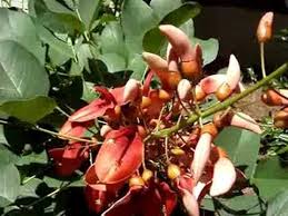 Image result for Erythrina sacleuxii