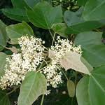 Image result for Aleurites