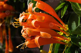 Image result for Bignoniaceae