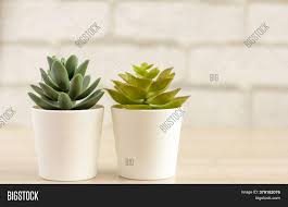 Or you can opt to make a smaller succulent garden directly. Indoor Plants Various Image Photo Free Trial Bigstock