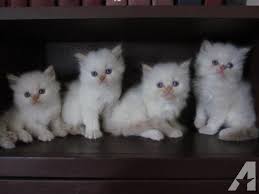 Favorite this post jul 28 3 month old yorkie puppy need to rehome## Pets And Animals Forsale Pickton Tx