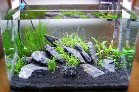 30 Desain Aquascape Sederhana Untuk Pemula Paling Dicari Desain Id