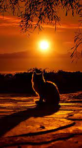 We have a massive amount of desktop and mobile backgrounds. Cat Enjoying Sunset Hd Mobile Wallpaper Sunset Wallpaper Iphone 4k 950x1689 Wallpaper Teahub Io