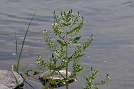 Image result for Veronica abyssinica
