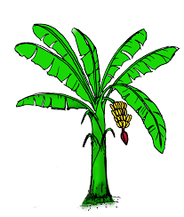 Pisang adalah buah berwarna kuning yang melengkung serta memiliki rasa manis. Halaman Download Kumpulan Gambar Buah Pisang Segar Dan Kaya Vitamin