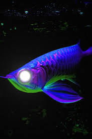 purple neon arowana mutant fish flickr photo sharing sea fish deep sea life ocean creatures