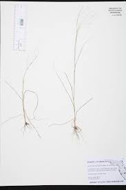 Image result for Sporobolus tenuissimus