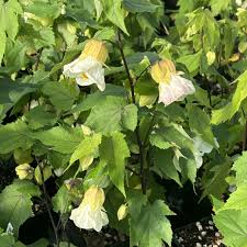 Image result for Abutilon sp.no.2