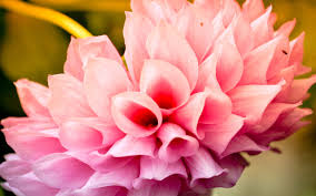 Pin On Flowers