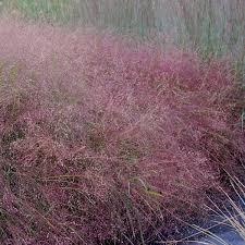 Image result for Eragrostis volkensii